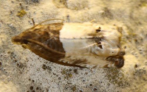 Réf. 248 653 : Notocelia roborana